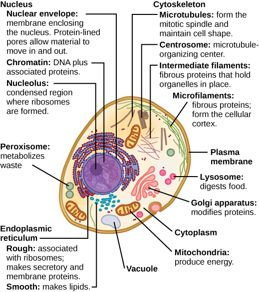 Part a: This illustration shows a typical eukaryotic cell, which is egg shaped. The fluid inside the cell is called the cytoplasm, and the cell is surrounded by a cell membrane. The nucleus takes up about one-half of the width of the cell. Inside the nucleus is the chromatin, which is comprised of DNA and associated proteins. A region of the chromatin is condensed into the nucleolus, a structure in which ribosomes are synthesized. The nucleus is encased in a nuclear envelope, which is perforated by protein-lined pores that allow entry of material into the nucleus. The nucleus is surrounded by the rough and smooth endoplasmic reticulum, or ER. The smooth ER is the site of lipid synthesis. The rough ER has embedded ribosomes that give it a bumpy appearance. It synthesizes membrane and secretory proteins. Besides the ER, many other organelles float inside the cytoplasm. These include the Golgi apparatus, which modifies proteins and lipids synthesized in the ER. The Golgi apparatus is made of layers of flat membranes. Mitochondria, which produce energy for the cell, have an outer membrane and a highly folded inner membrane. Other, smaller organelles include peroxisomes that metabolize waste, lysosomes that digest food, and vacuoles. Ribosomes, responsible for protein synthesis, also float freely in the cytoplasm and are depicted as small dots. The last cellular component shown is the cytoskeleton, which has four different types of components: microfilaments, intermediate filaments, microtubules, and centrosomes. Microfilaments are fibrous proteins that line the cell membrane and make up the cellular cortex. Intermediate filaments are fibrous proteins that hold organelles in place. Microtubules form the mitotic spindle and maintain cell shape. Centrosomes are made of two tubular structures at right angles to one another. They form the microtubule-organizing center.