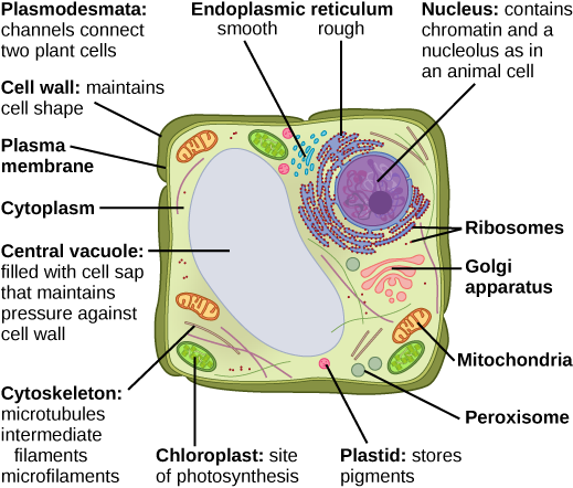 Part b: This illustration depicts a typical eukaryotic plant cell. The nucleus of a plant cell contains chromatin and a nucleolus, the same as in an animal cell. Other structures that a plant cell has in common with an animal cell include rough and smooth ER, the Golgi apparatus, mitochondria, peroxisomes, and ribosomes. The fluid inside the plant cell is called the cytoplasm, just as in an animal cell. The plant cell has three of the four cytoskeletal components found in animal cells: microtubules, intermediate filaments, and microfilaments. Plant cells do not have centrosomes. Plants have five structures not found in animals cells: plasmodesmata, chloroplasts, plastids, a central vacuole, and a cell wall. Plasmodesmata form channels between adjacent plant cells. Chloroplasts are responsible for photosynthesis; they have an outer membrane, an inner membrane, and stack of membranes inside the inner membrane. The central vacuole is a very large, fluid-filled structure that maintains pressure against the cell wall. Plastids store pigments. The cell wall is localized outside the cell membrane.
